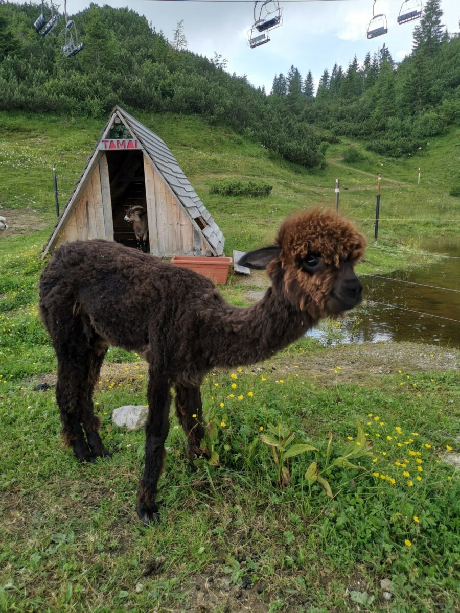 rifugio tamai rifugio tamai