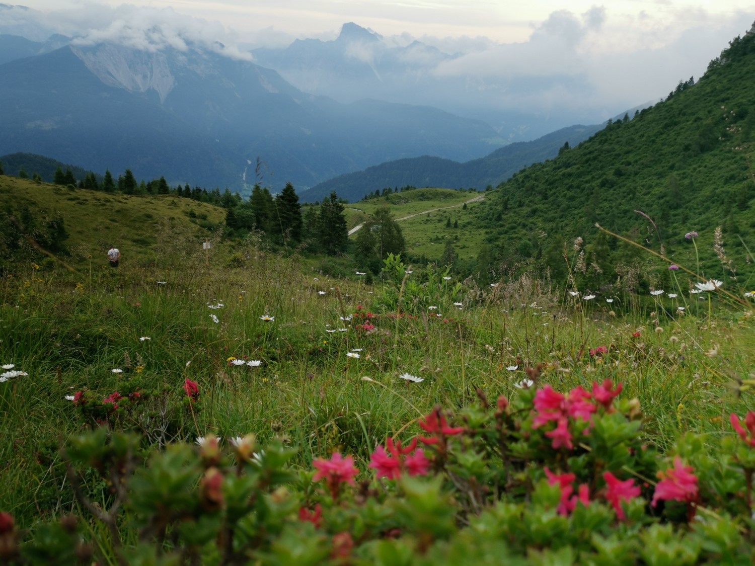 sentiero mughi zoncolan sentiero mughi zoncolan