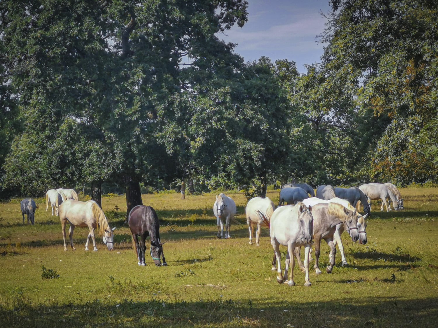 Cavalli lipizzani nel parco di Lipica Cavalli lipizzani nel parco di Lipica