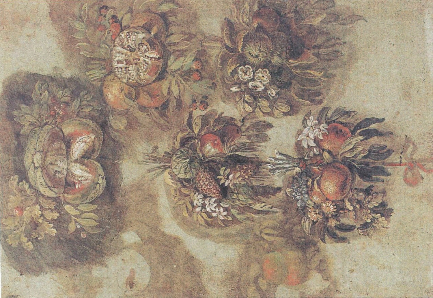 Giovanni da Udine Studi di mazzi di fiori e frutti. Penna e inchiostro bruno, acquarellato con pigmenti colorati e lumeggiato in bianco, 292x200 mm. Vienna, Albertina Giovanni da Udine Studi di mazzi di fiori e frutti. Penna e inchiostro bruno, acquarellato con pigmenti colorati e lumeggiato in bianco, 292x200 mm. Vienna, Albertina