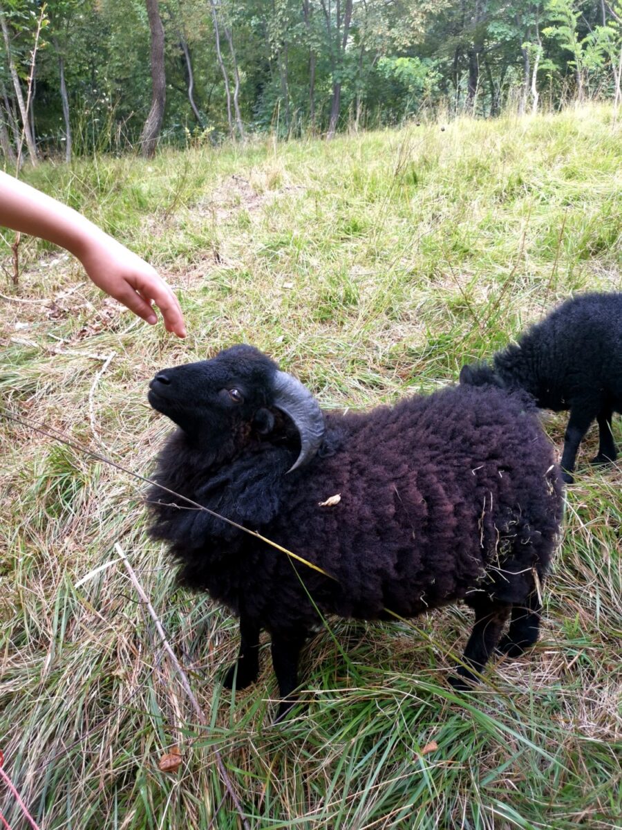 Incontri lungo la strada della Valpiccola Incontri lungo la strada della Valpiccola