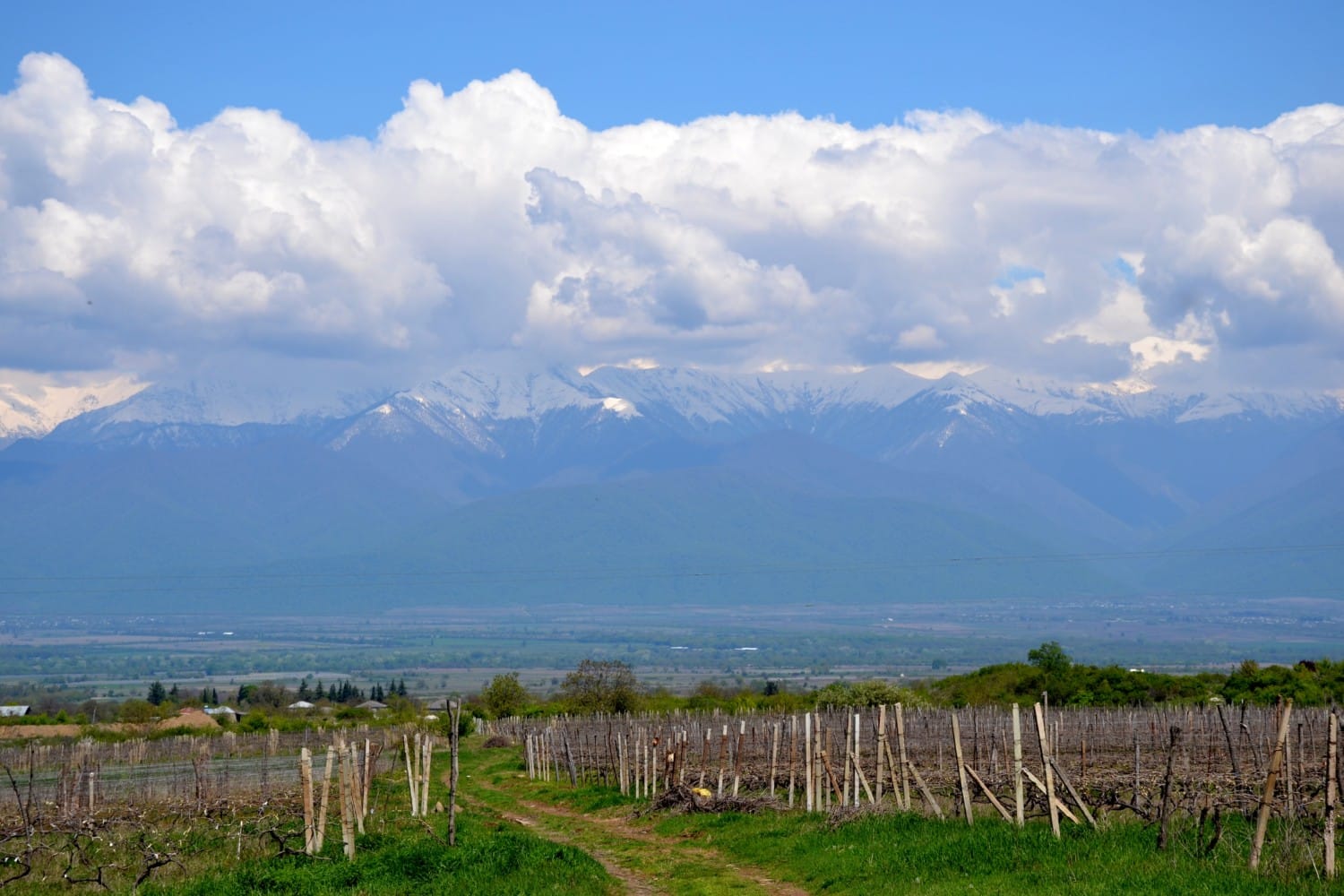 Vigneti nella regione del Kakheti Vigneti nella regione del Kakheti