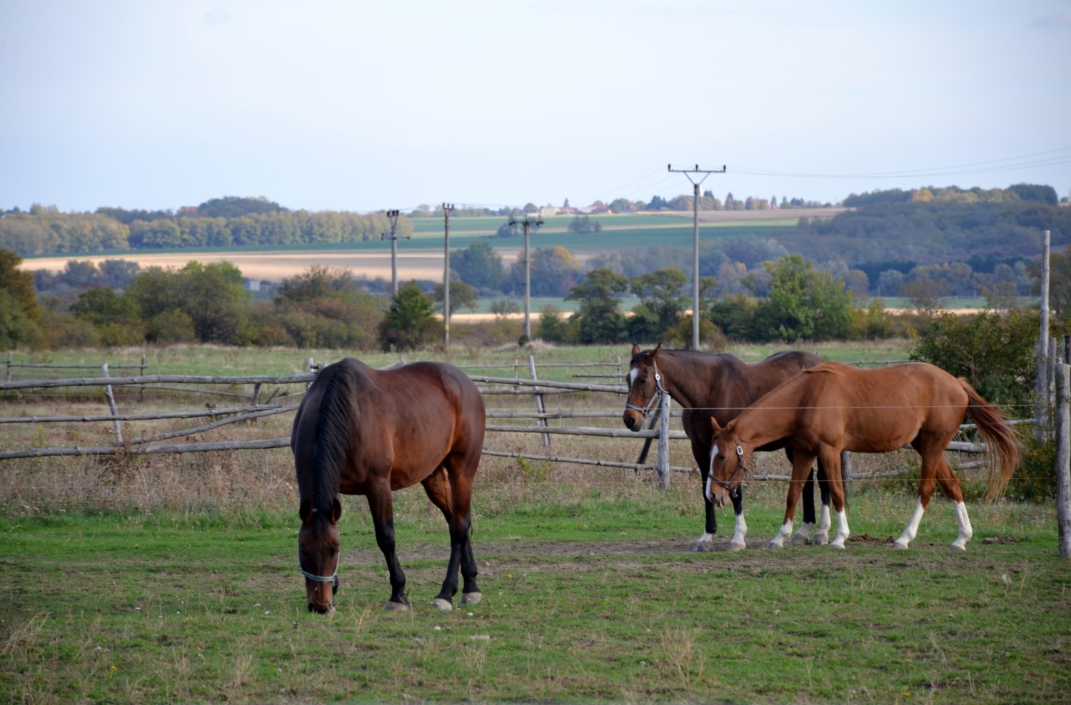 strada del vino dei piccoli carpazi strada del vino dei piccoli carpazi