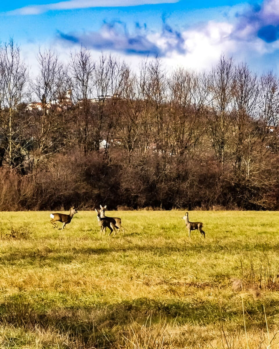 cosa vedere sul collio friulano cosa vedere sul collio friulano