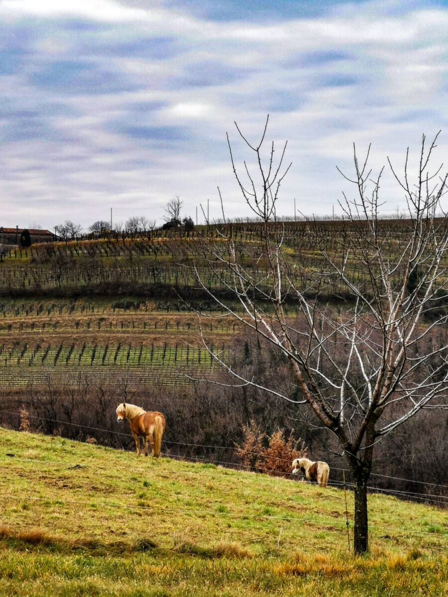 cosa vedere sul collio friulano cosa vedere sul collio friulano