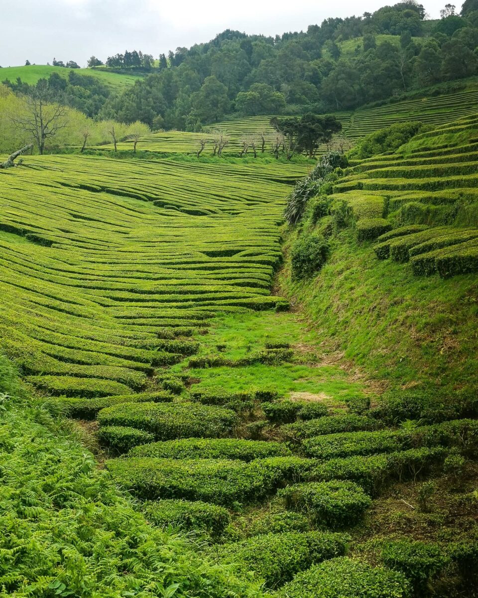 Le piantagioni di tè di Gorreana 7. Le piantagioni di tè di Gorreana