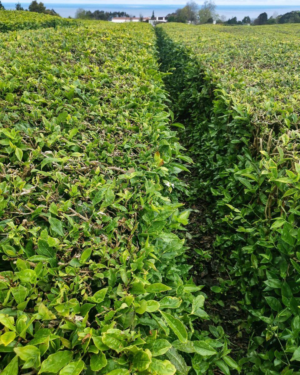 Le piantagioni di tè di Gorreana Le piantagioni di tè di Gorreana