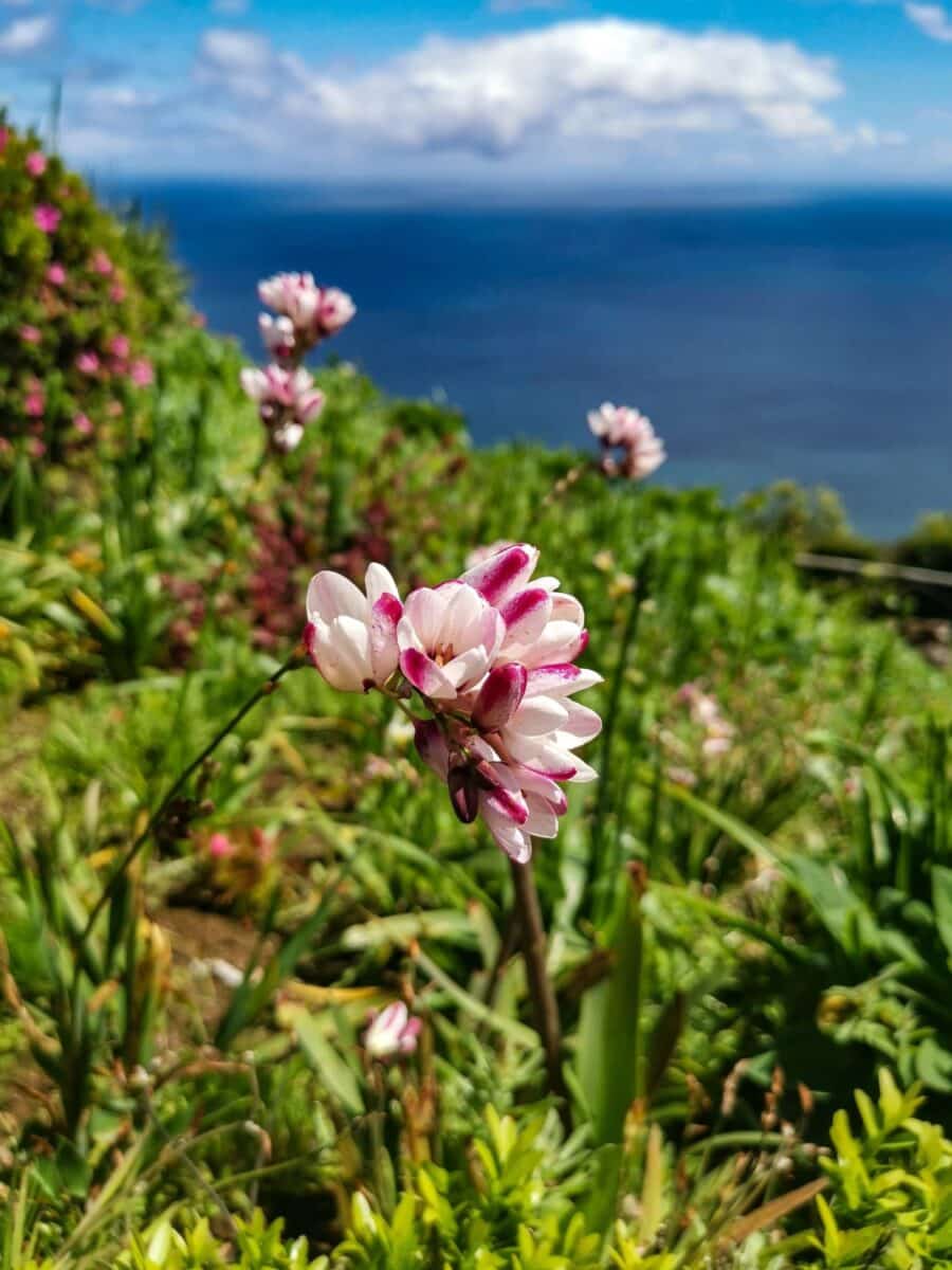 Miradouro da Ponta do Sossego Miradouro da Ponta do Sossego