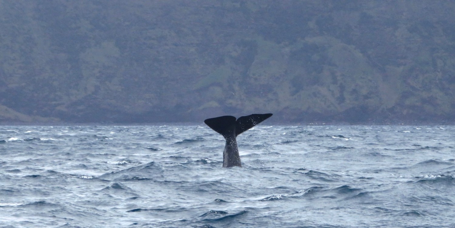 Avvistamento balene al largo dell'isola di Pico Avvistamento balene al largo dell'isola di Pico