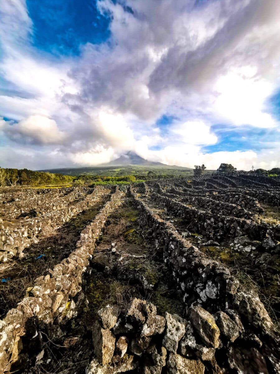 Paisagem da Cultura da Vinha Paisagem da Cultura da Vinha
