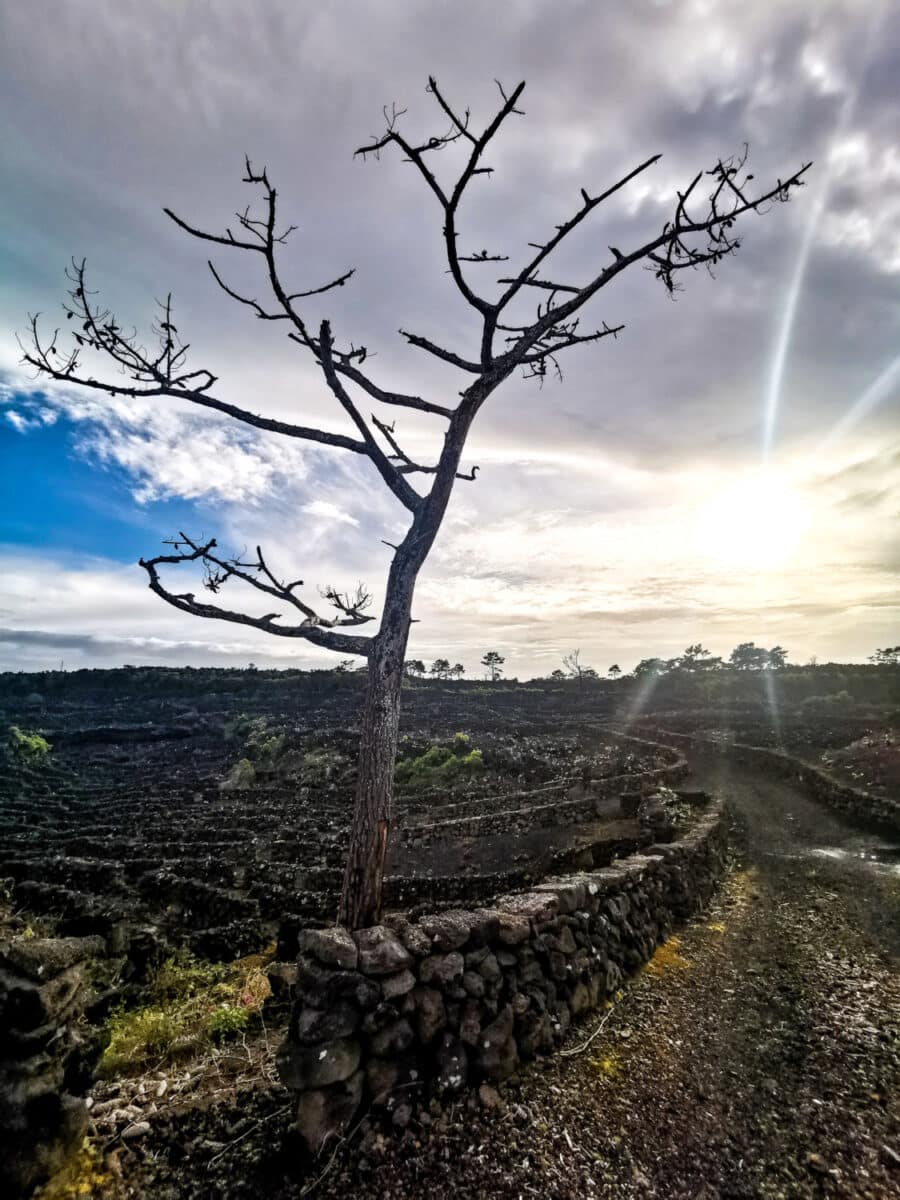Paisagem da Cultura da Vinha Paisagem da Cultura da Vinha