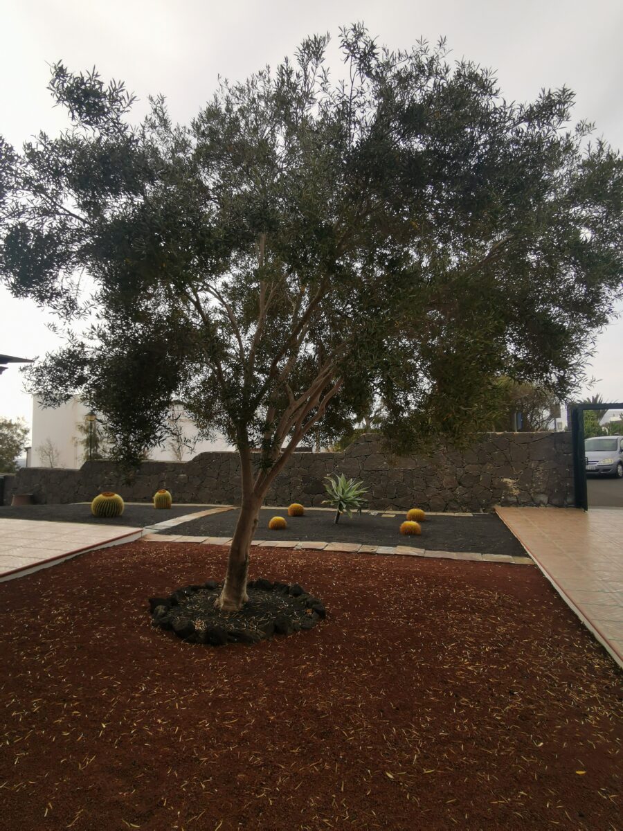 casa saramago ulivo casa saramago ulivo