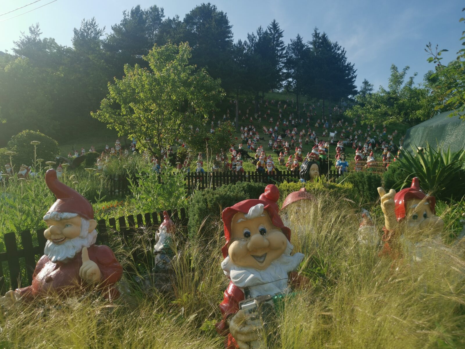 nani jelovo nani jelovo