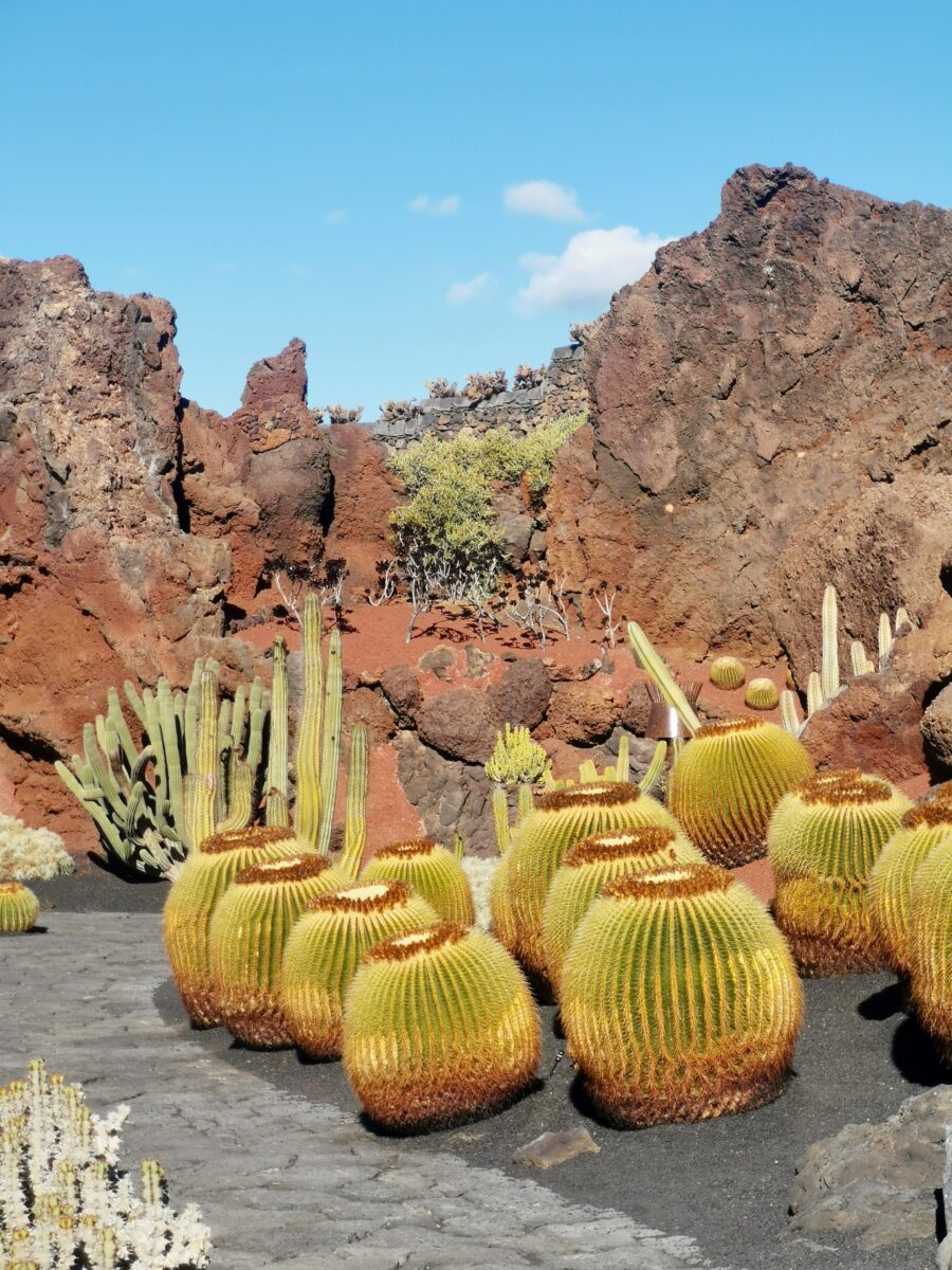 Jardín de Cactus Jardín de Cactus