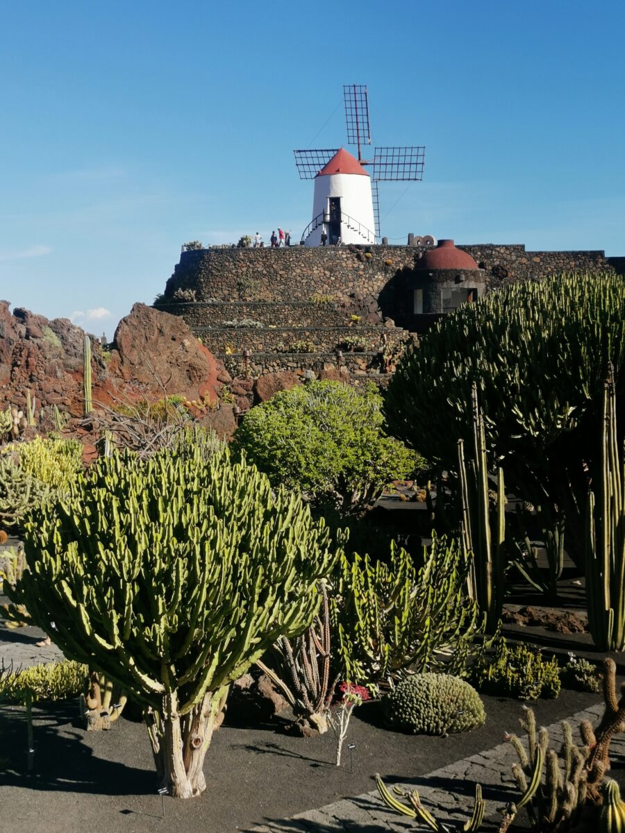 giardino di cactus giardino di cactus