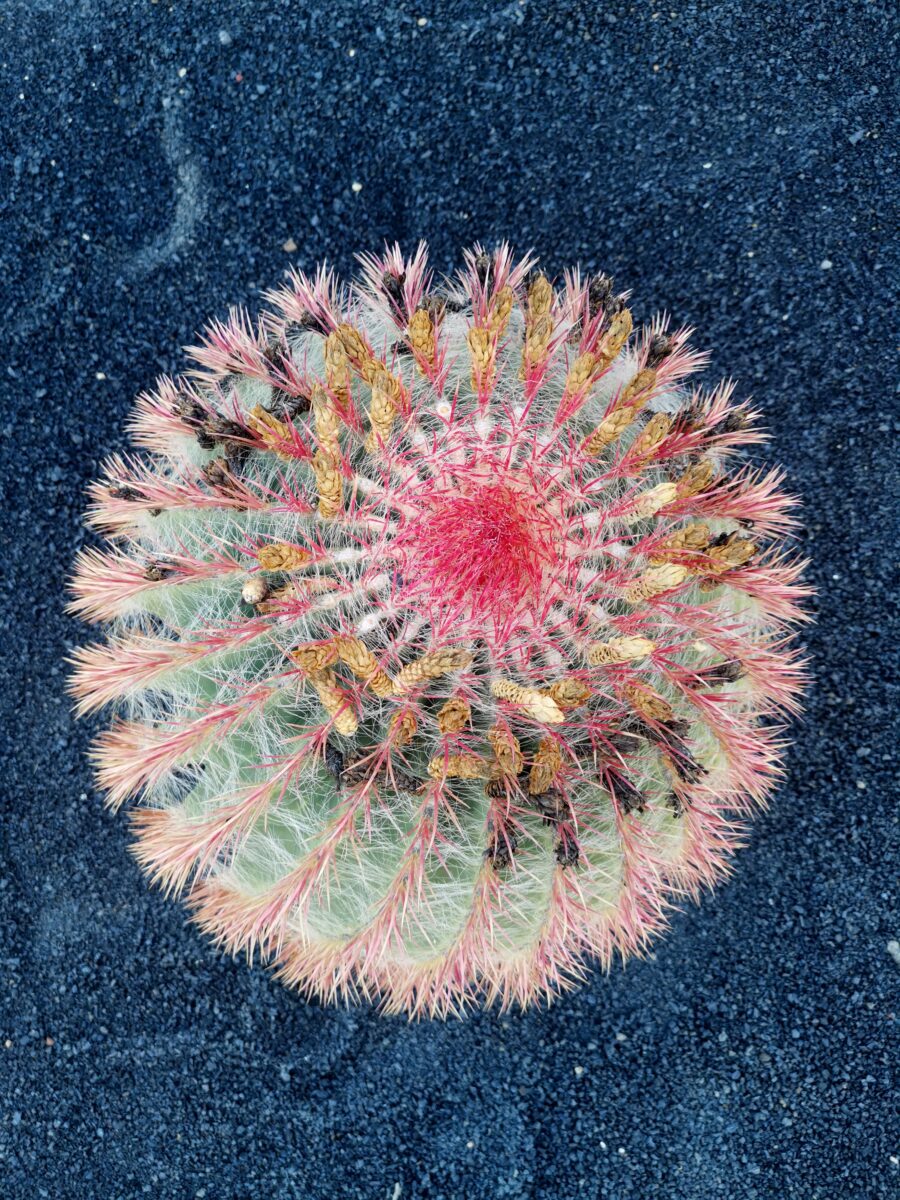 giardino di cactus Jardín de Cactus