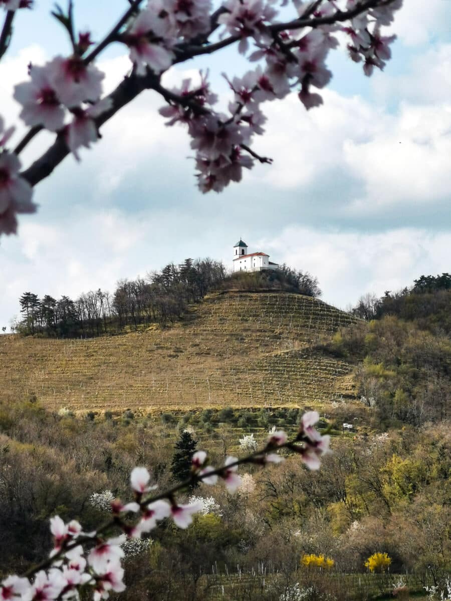 Goce Vipava Goce Vipava