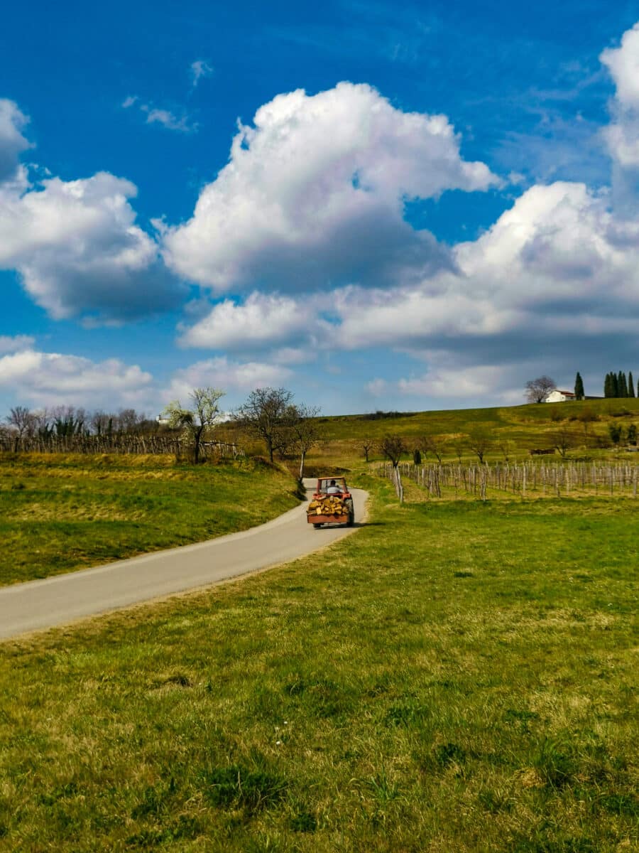 Goce Vipava Goce Vipava