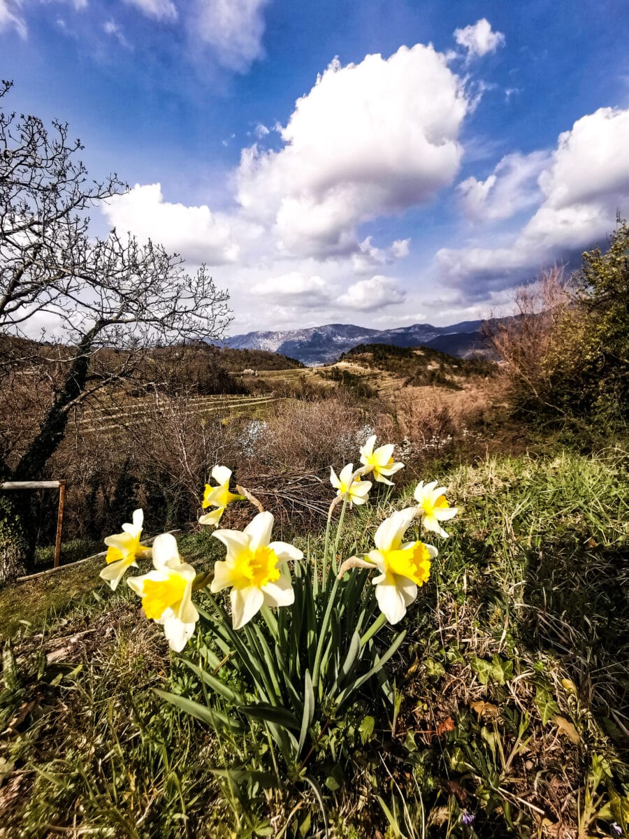 Goce Vipava Goce Vipava