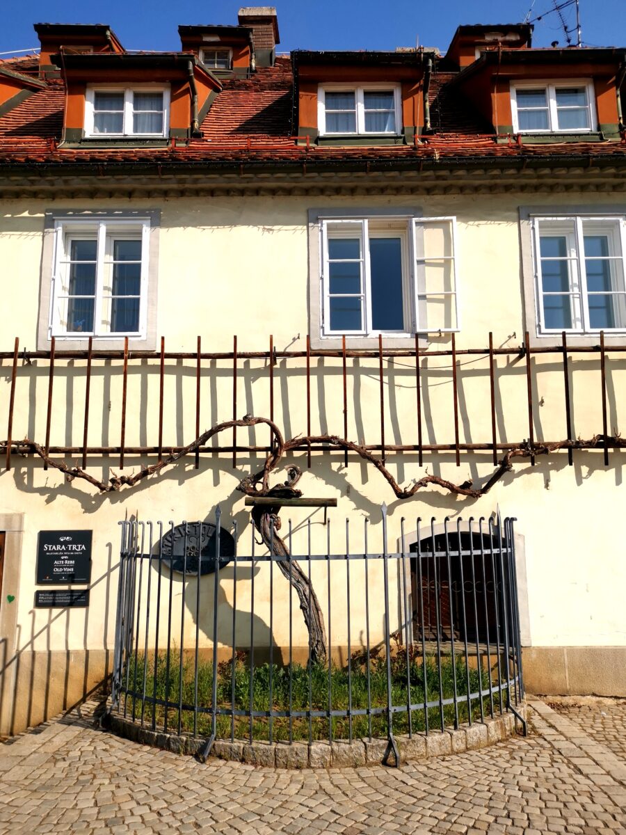 La vite più antica del mondo La vite più antica del mondo