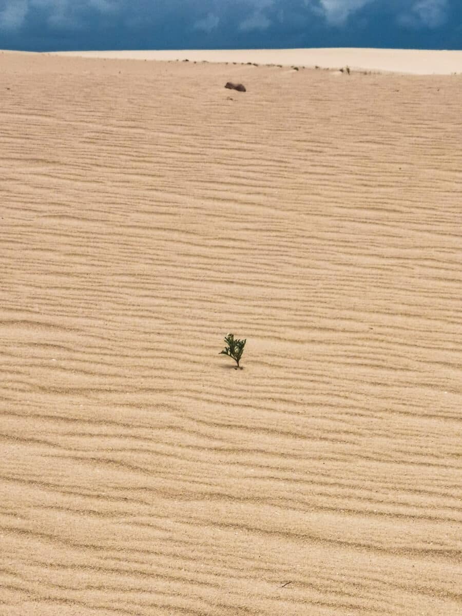 Paesaggio delle Dune di Corralejo Paesaggio delle Dune di Corralejo