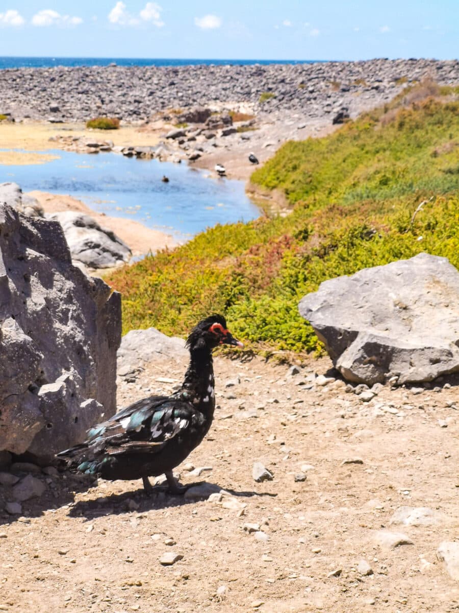 Los Molinos Los Molinos