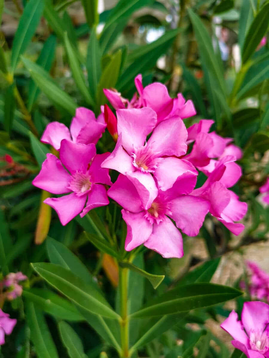 Mikros Gialos Mikros Gialos