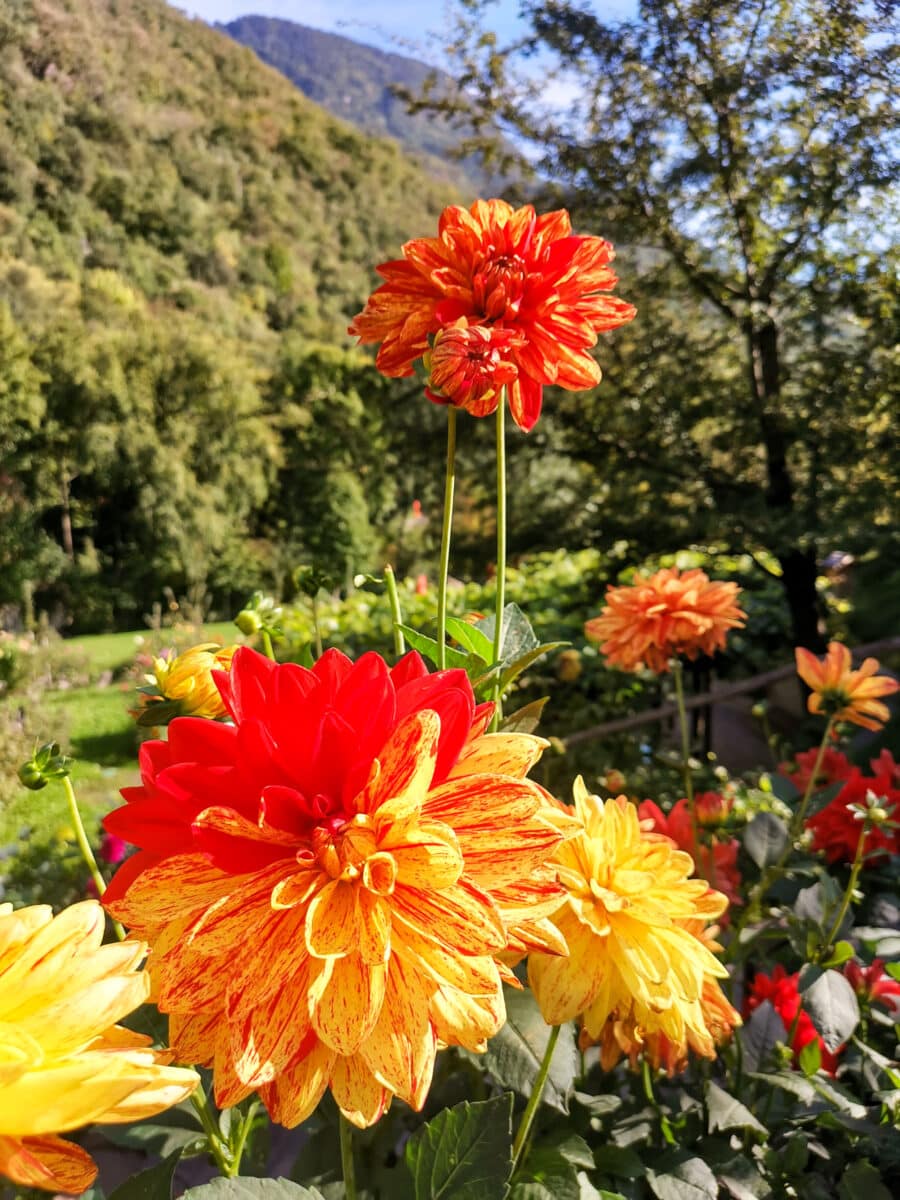 Alcuni fiori dei Giardini di Castel Trauttmansdorff Alcuni fiori dei Giardini di Castel Trauttmansdorff