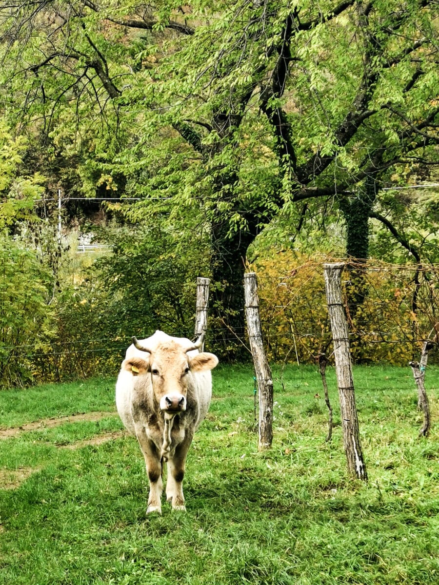 Incontri sul confine Incontri sul confine