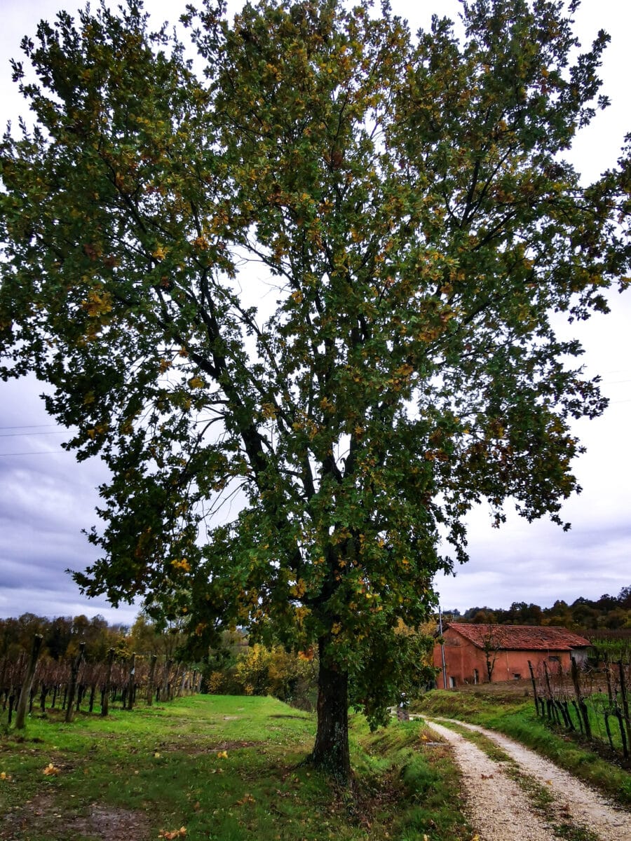 La quercia di Prepotto La quercia di Prepotto
