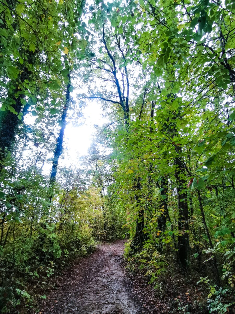 Sentiero nel Bosco Romagno Sentiero nel Bosco Romagno