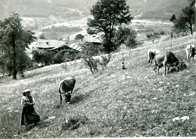 Alps comprendere la montagna Alps comprendere la montagna