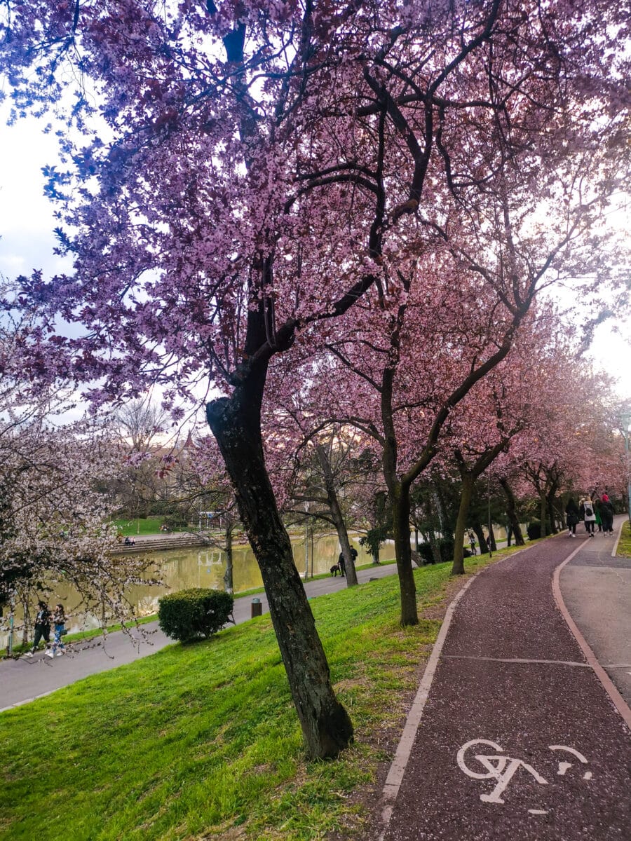 Uno dei sentieri con gli alberi fioriti sul lungofiume Uno dei sentieri con gli alberi fioriti sul lungofiume