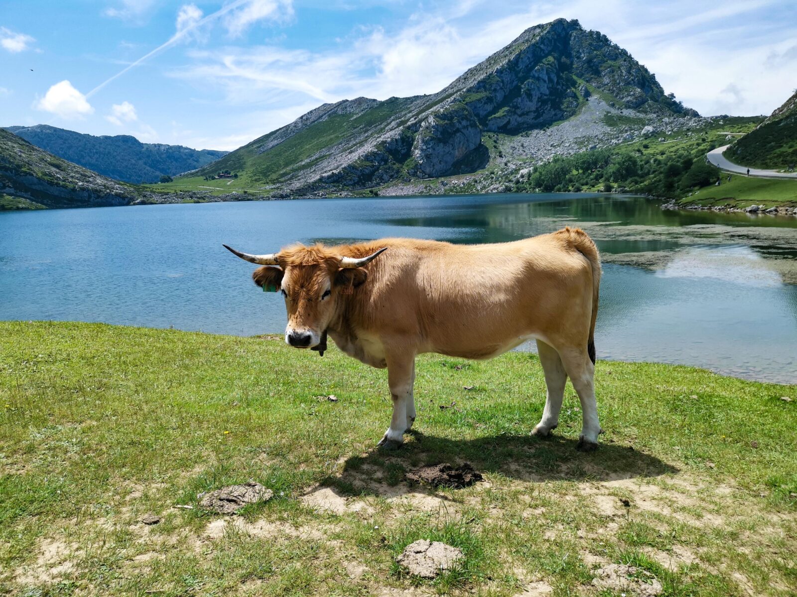 L'ambiente dei laghi di Cavadonga L'ambiente dei laghi di Cavadonga