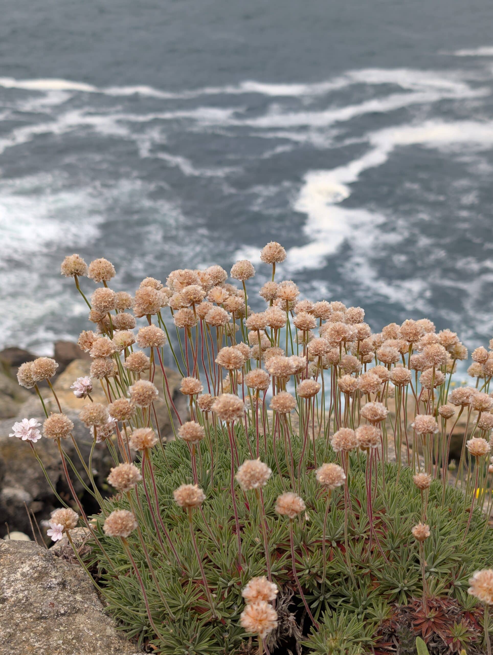 Vegetazione sul promontorio del faro Vegetazione sul promontorio del faro