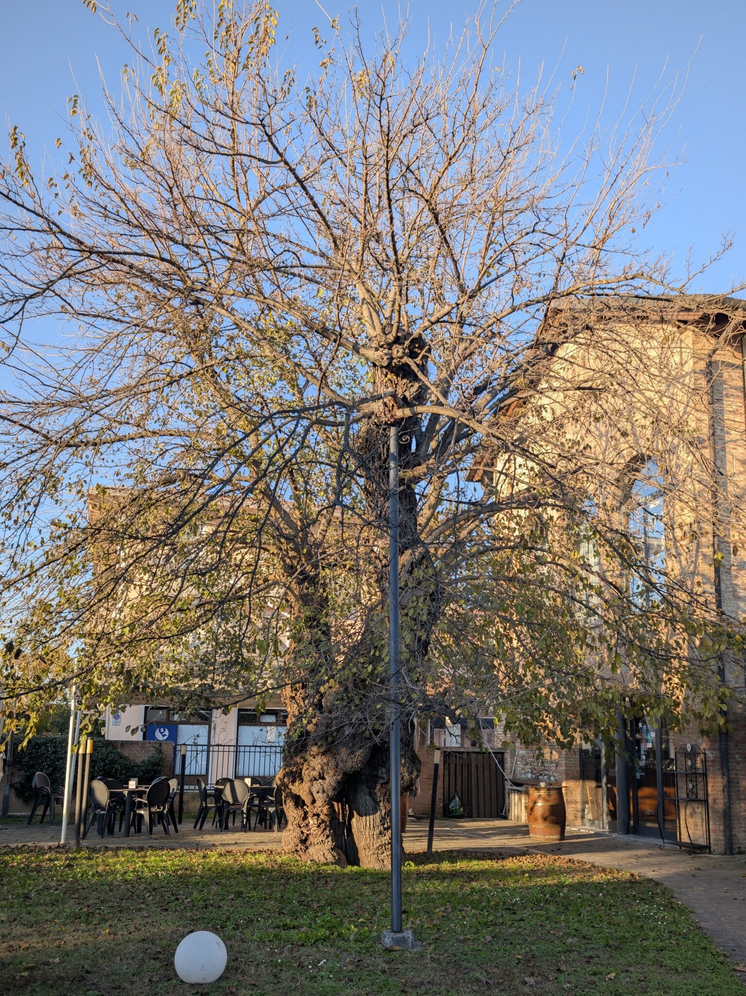Il morarat che dà il nome al locale Il morarat che dà il nome al locale