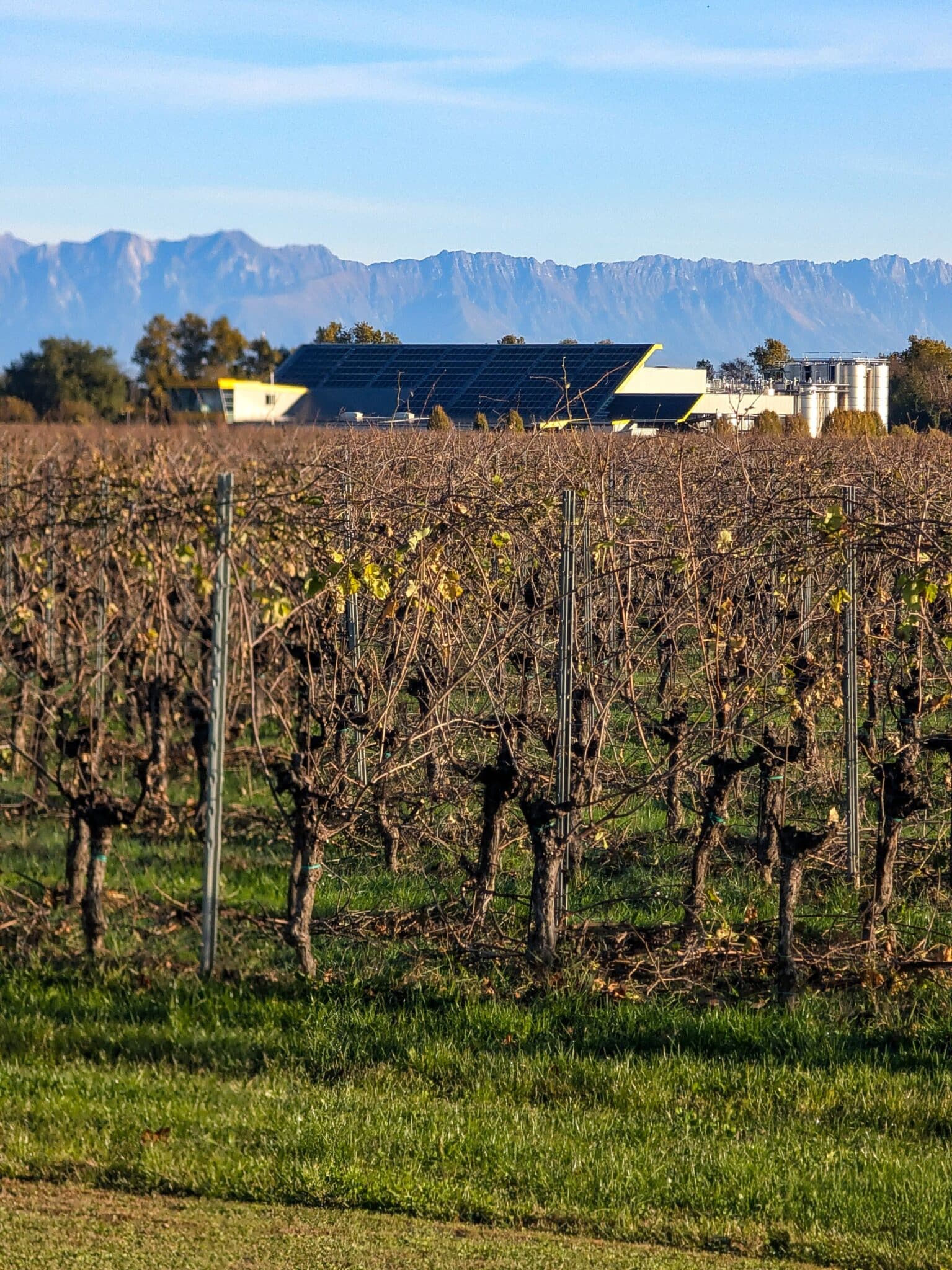 La cantina immersa nei vigneti 1 La cantina immersa nei vigneti