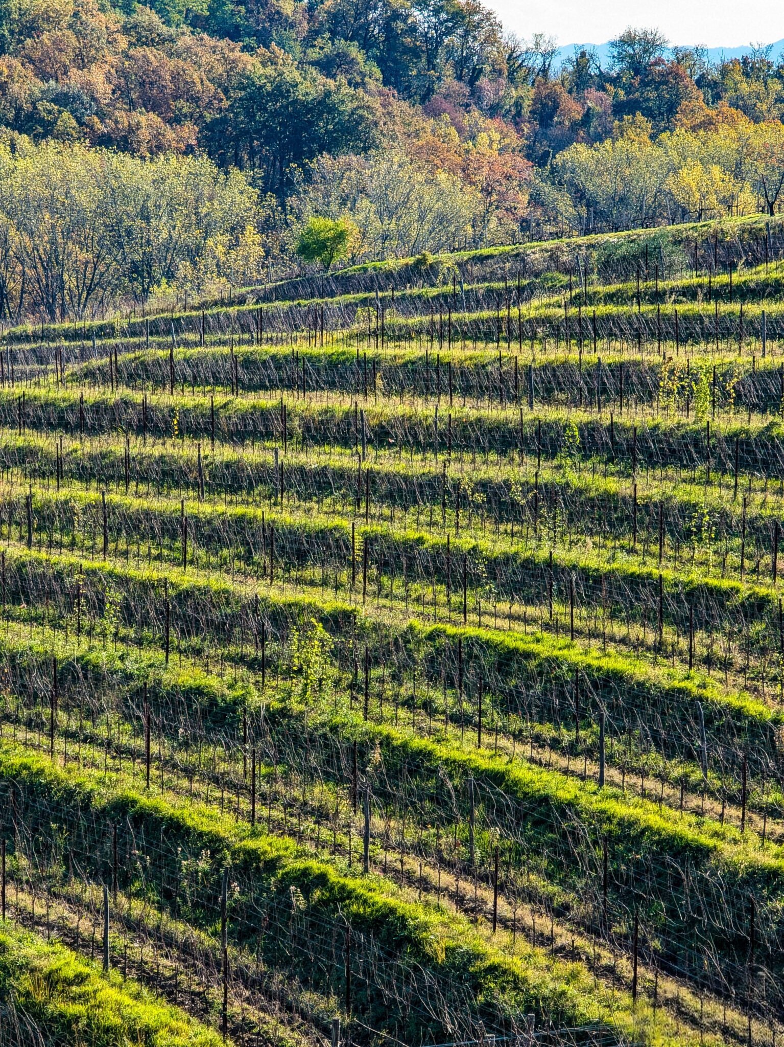 Vigneti sui Colli Orientali del Friuli Vigneti sui Colli Orientali del Friuli