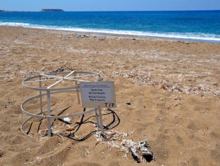 Le spiagge di Cipro amate dalle tartarughe