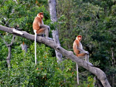 In Borneo nel santuario delle scimmie con la proboscide
