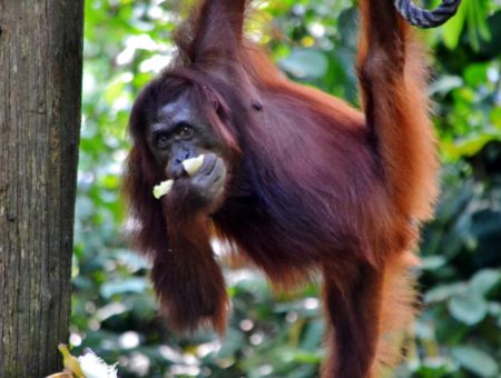 Faccia a faccia con gli oranghi del Borneo nel centro di riabilitazione di Sepilok