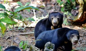 Vedere gli orsetti del sole nel Borneo malese