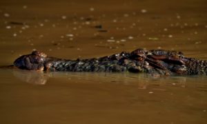 Tra coccodrilli e scimmie, lungo il fiume Kinabatangan