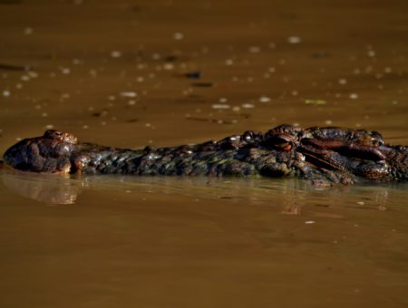 Tra coccodrilli e scimmie, lungo il fiume Kinabatangan