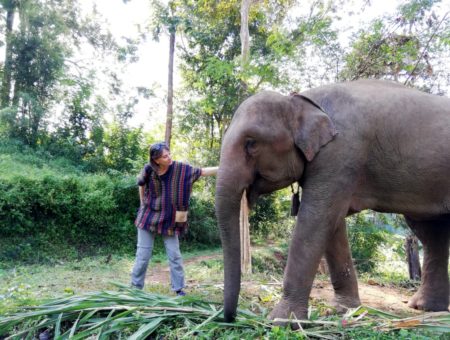 Dove vedere gli elefanti in Thailandia in modo etico e sostenibile