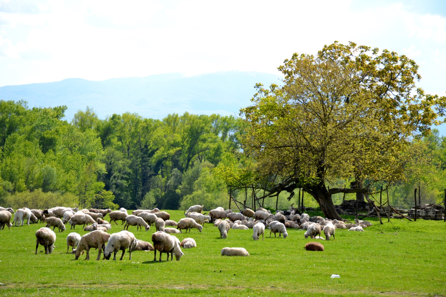 cosa vedere in georgia itinerario