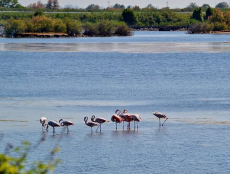 Relax e sport ad Albarella, l’isola dal cuore verde sul Delta del Po