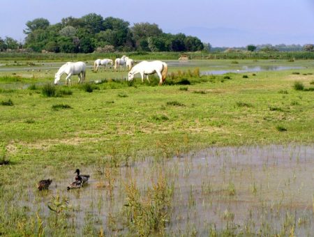 5 (+2) riserve naturali in Friuli Venezia Giulia dove vedere gli animali nel loro habitat