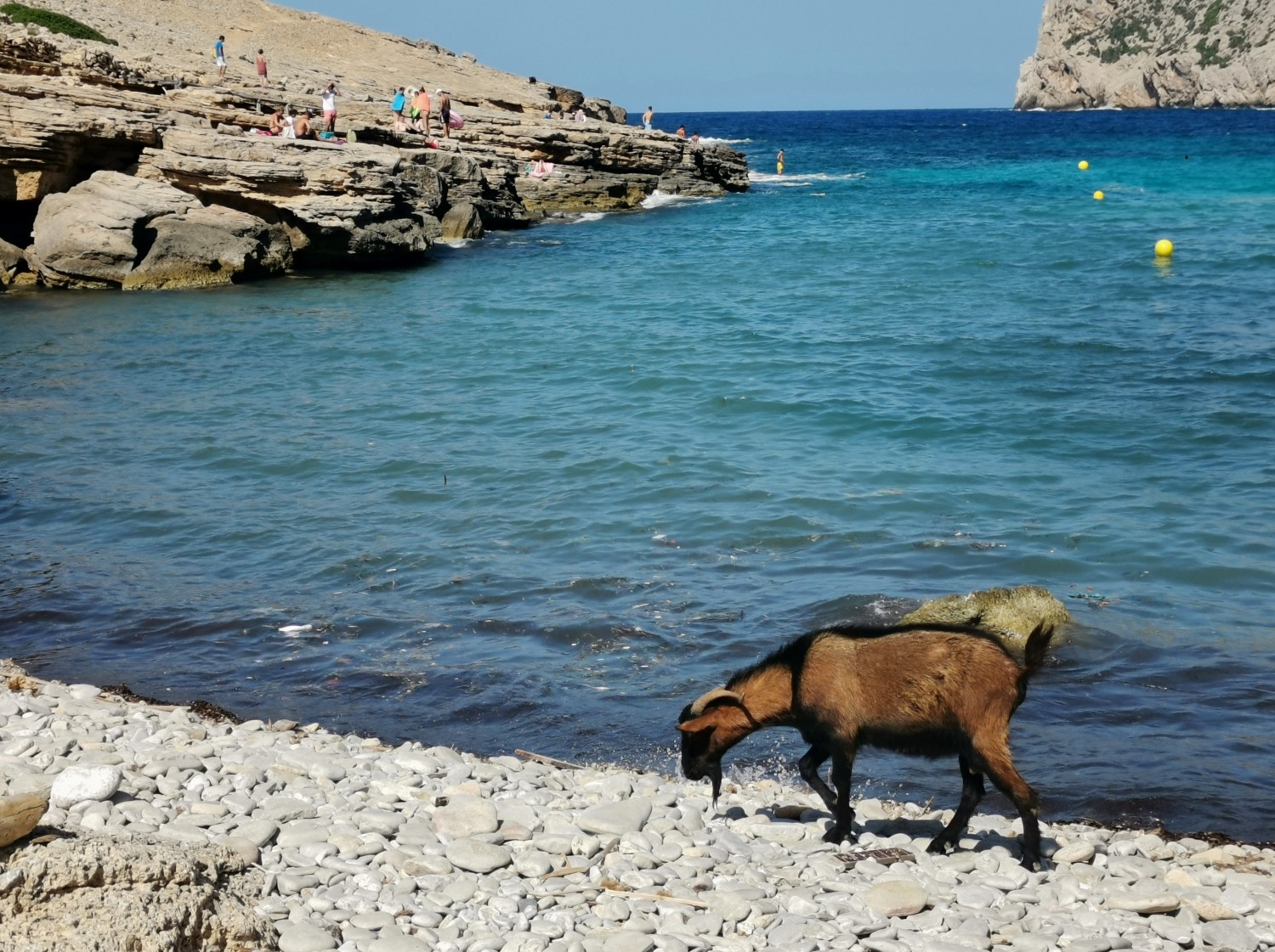 Capre sulla spiaggia di Cala Figueria