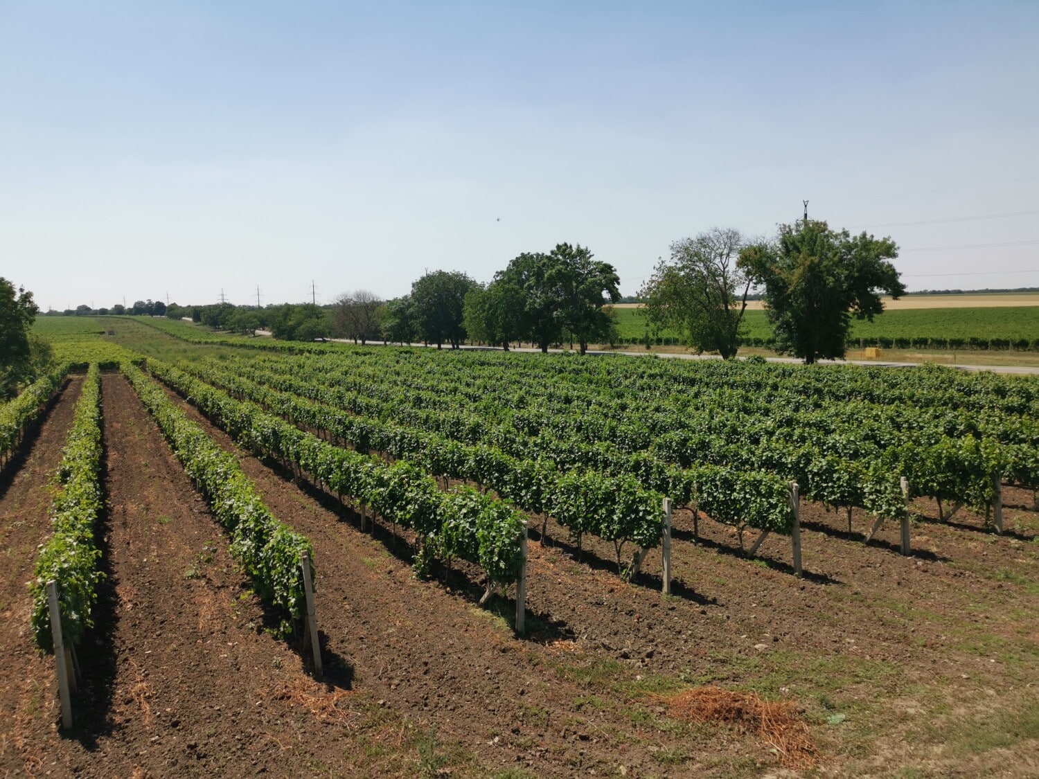 I vigneti di Tvărdița
